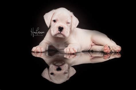 witte boxer